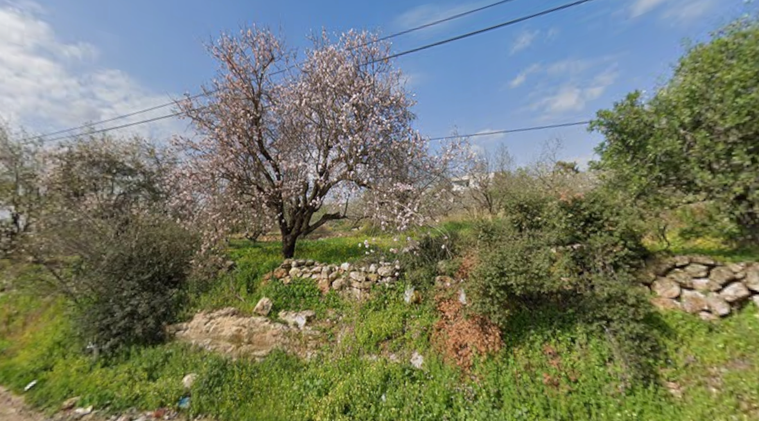 Badem ve Zeytin Ağaçlı Bahçe